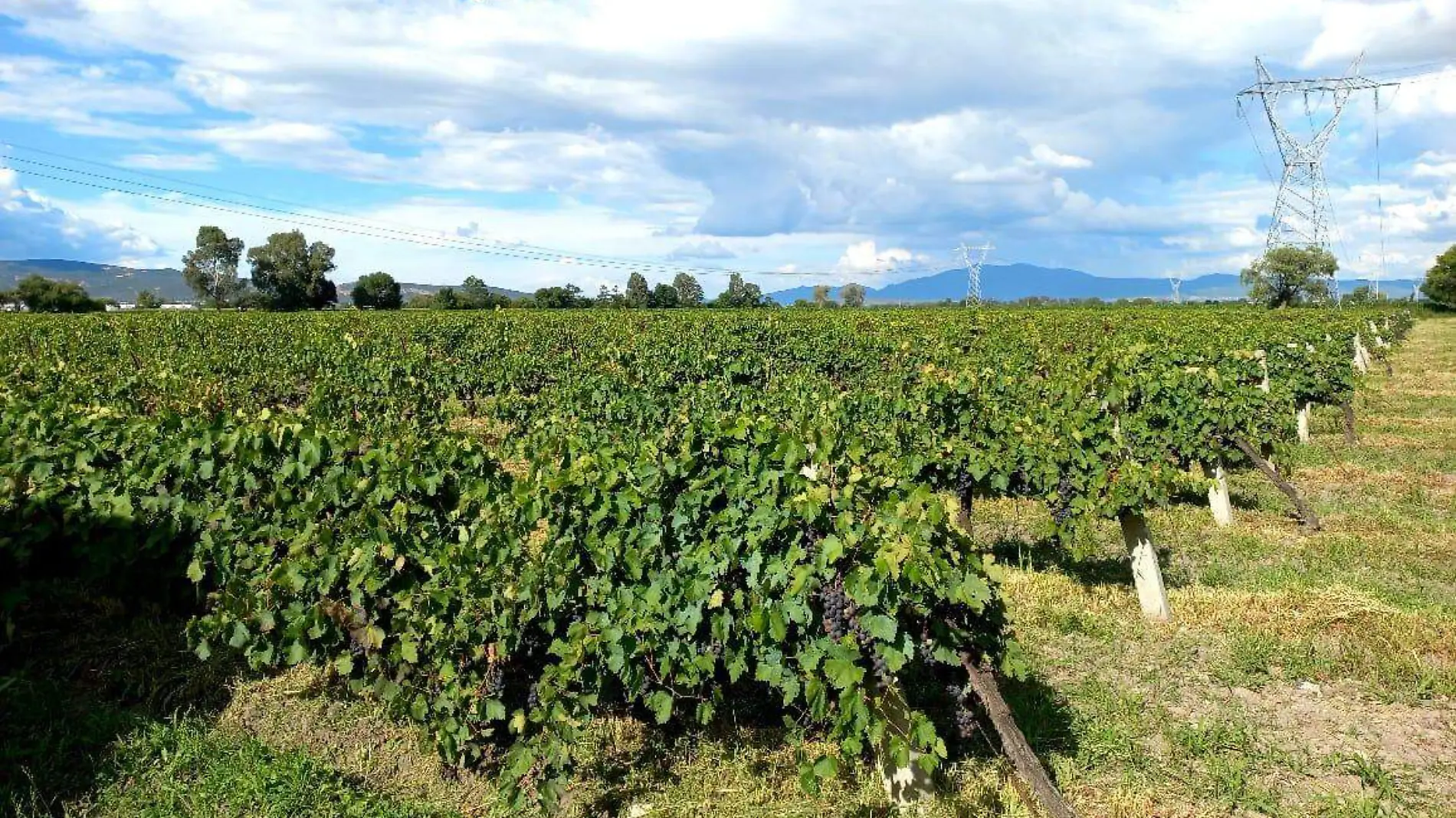 SJR Viñedo Santa Matilde